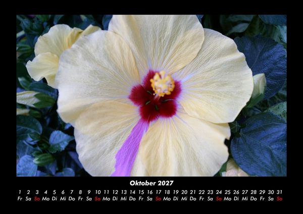 Produktbild: Blumentr&auml;ume 2027 Fotokalender DIN A3