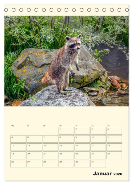 Produktbild: Drolliger Waschb&auml;r (Tischkalender 2026 DIN A5 hoch), CALVENDO Monatskalender
