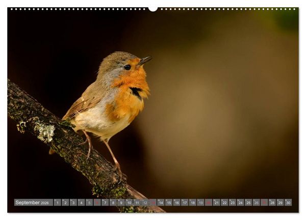 Produktbild: INNE BOTANIK - V&ouml;gel im Ruhrpott (hochwertiger Premium Wandkalender 2026 DIN A2 quer), Kunstdruck in Hochglanz