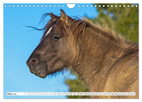 Produktbild: Konik - Frei geboren (Wandkalender 2026 DIN A4 quer), CALVENDO Monatskalender