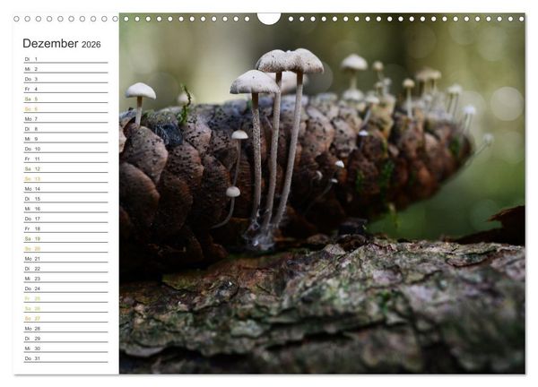 Produktbild: Schwammerl Egerlinge Pilze (Wandkalender 2026 DIN A3 quer), CALVENDO Monatskalender