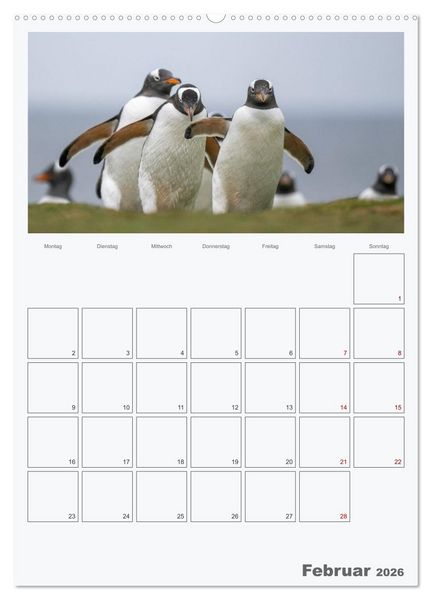 Produktbild: Alltag bei den Pinguinen auf Falkland (hochwertiger Premium Wandkalender 2026 DIN A2 hoch), Kunstdruck in Hochglanz
