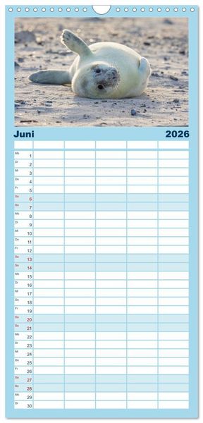 Produktbild: Familienplaner 2026 - Junge Kegelrobben mit 5 Spalten (Wandkalender, 21 x 45 cm) CALVENDO