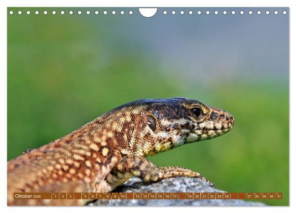 Produktbild: Wir sind die Stars auf der Alm (Wandkalender 2026 DIN A4 quer), CALVENDO Monatskalender