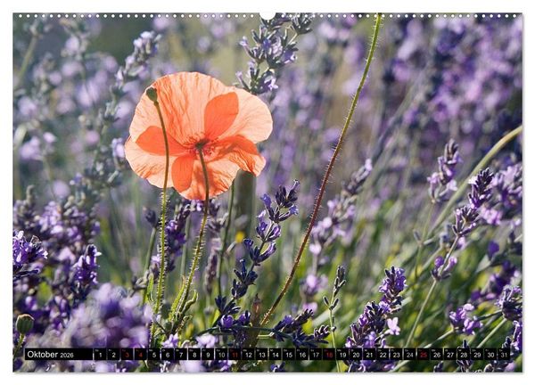 Produktbild: Provence Impressionen (Wandkalender 2026 DIN A2 quer), CALVENDO Monatskalender