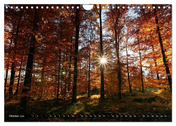 Produktbild: Erleuchtung im Wald (Wandkalender 2026 DIN A4 quer), CALVENDO Monatskalender