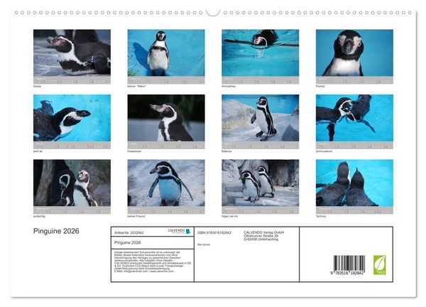 Produktbild: Pinguine 2026 (hochwertiger Premium Wandkalender 2026 DIN A2 quer), Kunstdruck in Hochglanz