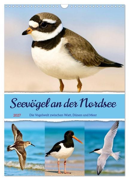 Produktbild: Seev&ouml;gel an der Nordsee (Wandkalender 2027 DIN A3 hoch), CALVENDO Monatskalender