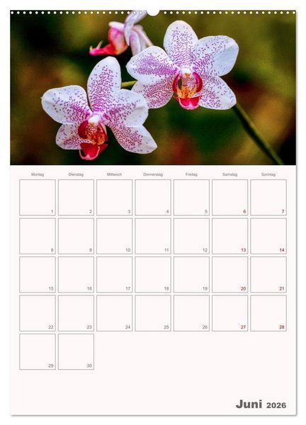Produktbild: Nachtfalterorchideen in High Dynamic (hochwertiger Premium Wandkalender 2026 DIN A2 hoch), Kunstdruck in Hochglanz