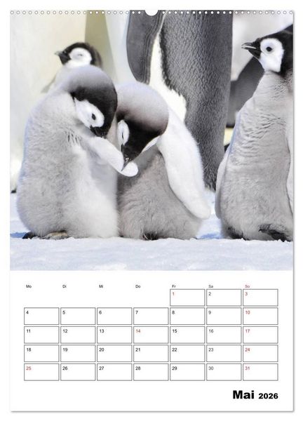 Produktbild: Pinguine. Familiengl&uuml;ck im Eis (Wandkalender 2026 DIN A2 hoch), CALVENDO Monatskalender