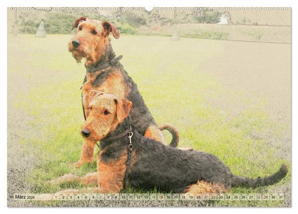 Produktbild: Airedale Terrier 2026 (hochwertiger Premium Wandkalender 2026 DIN A2 quer), Kunstdruck in Hochglanz