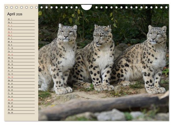 Produktbild: Schneeleoparden. Geschmeidige Gebirgsj&auml;ger (Wandkalender 2026 DIN A4 quer), CALVENDO Monatskalender