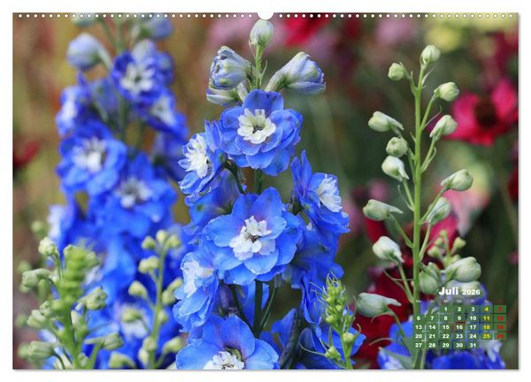 Produktbild: Sommerliche Bl&uuml;tentr&auml;ume (Wandkalender 2026 DIN A2 quer), CALVENDO Monatskalender