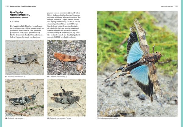 Produktbild: Das gro&szlig;e BLV Handbuch Insekten