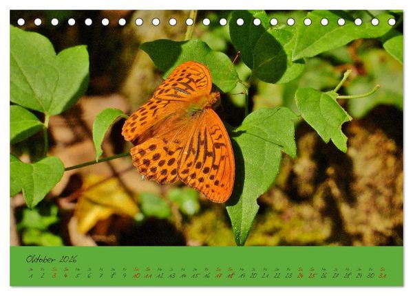 Produktbild: Wilde Toskana - von Ren&eacute; Schaack (Tischkalender 2026 DIN A5 quer), CALVENDO Monatskalender