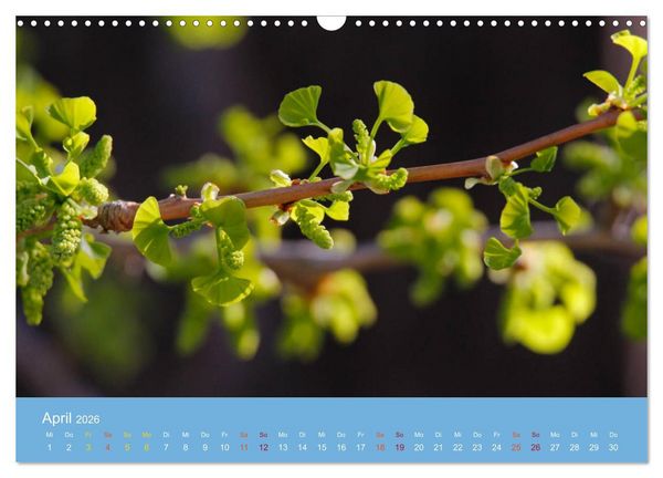 Produktbild: Geliebter Ginkgo (Wandkalender 2026 DIN A3 quer), CALVENDO Monatskalender