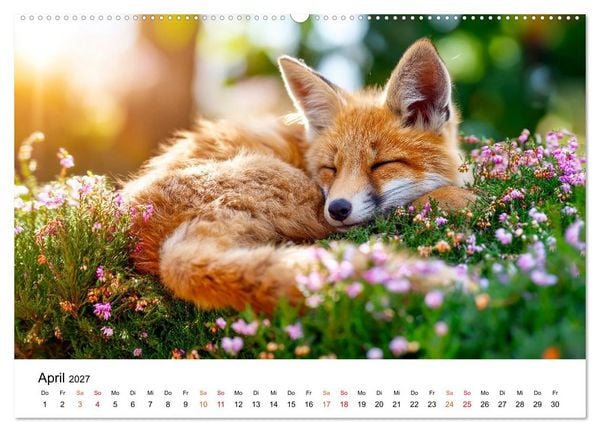 Produktbild: F&uuml;chse - Wanderer durch Moos und Farn (Wandkalender 2027 DIN A2 quer), CALVENDO Monatskalender