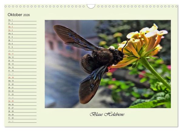 Produktbild: Blaue Holzbiene &ndash; Hummel &ndash; und Taubenschw&auml;nzchen. (Wandkalender 2026 DIN A3 quer), CALVENDO Monatskalender