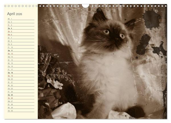 Produktbild: Oma's Katzenkalender 2026 (Wandkalender 2026 DIN A3 quer), CALVENDO Monatskalender