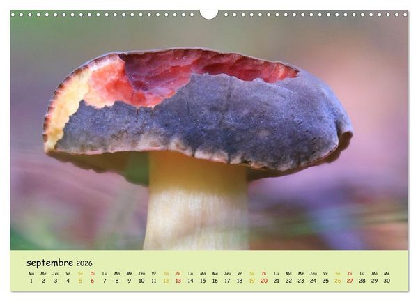 Produktbild: Champignons tout en couleurs (Calendrier mural 2026 DIN A3 vertical), CALVENDO calendrier mensuel