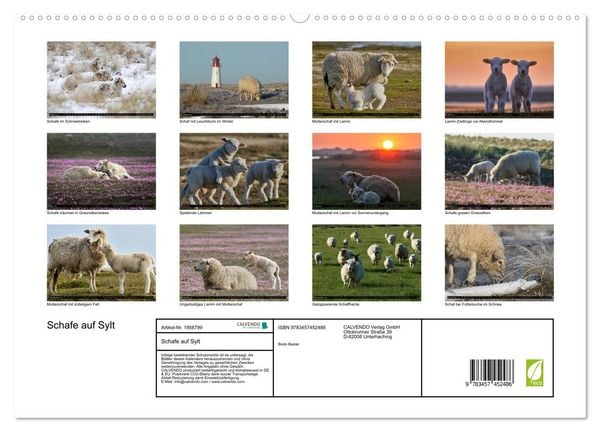 Produktbild: Schafe auf Sylt (hochwertiger Premium Wandkalender 2026 DIN A2 quer), Kunstdruck in Hochglanz
