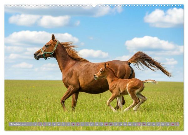 Produktbild: The Magic of Happy Foals (High Quality Premium Wall Calendar 2027 DIN A2 landscape),CALVENDO 12 Month Wall Calendar