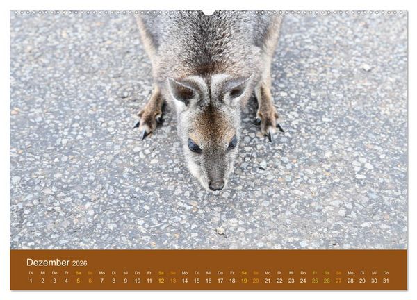 Produktbild: K&auml;ngurus, sprunghafte Gesellen (hochwertiger Premium Wandkalender 2026 DIN A2 quer), Kunstdruck in Hochglanz