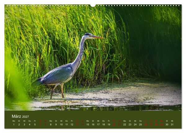 Produktbild: Reiher in der Elbmarsch (hochwertiger Premium Wandkalender 2027 DIN A2 quer), Kunstdruck in Hochglanz