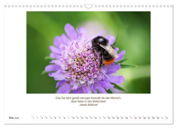 Produktbild: Der Tierkalender mit Zitaten, Weisheiten und Spr&uuml;chen (Wandkalender 2026 DIN A3 quer), CALVENDO Monatskalender
