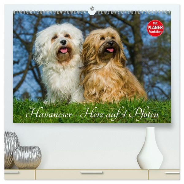 Produktbild: Havaneser - Herz auf 4 Pfoten (hochwertiger Premium Wandkalender 2026 DIN A2 quer), Kunstdruck in Hochglanz