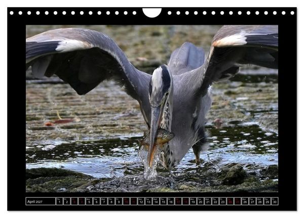 Produktbild: The heron parade (Wall Calendar 2027 DIN A4 landscape), CALVENDO 12 Month Wall Calendar