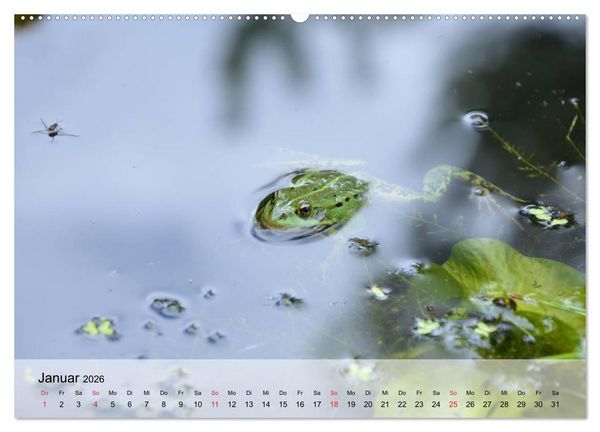 Produktbild: Frosch m&uuml;sste man sein! (Wandkalender 2026 DIN A2 quer), CALVENDO Monatskalender