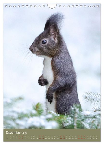 Produktbild: Eichh&ouml;rnchen - zauberhafte Waldbewohner (Wandkalender 2026 DIN A4 hoch), CALVENDO Monatskalender