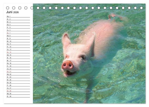 Produktbild: Schwimmende Schweine (Tischkalender 2026 DIN A5 quer), CALVENDO Monatskalender
