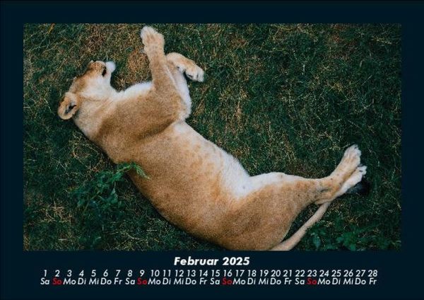 Produktbild: L&ouml;wen in der Wildnis 2025 Fotokalender DIN A5