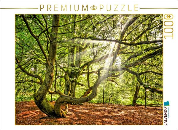 CALVENDO Puzzle Skurrile Buchen im Urwald Sababurg, Hessen, Deutschland | 1000 Teile Lege-Größe 64x48cm Foto-Puzzle für glückliche Stunden