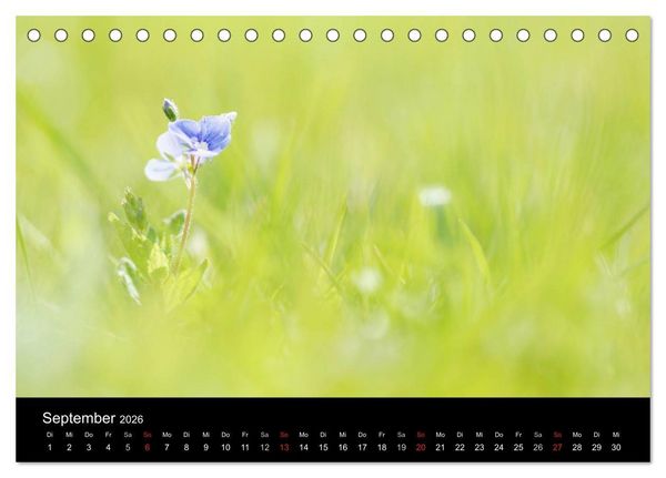 Produktbild: Wilde Bl&uuml;ten-Tr&auml;ume (Tischkalender 2026 DIN A5 quer), CALVENDO Monatskalender