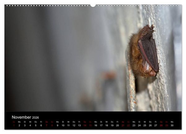 Produktbild: Flederm&auml;use - J&auml;ger der Nacht (hochwertiger Premium Wandkalender 2026 DIN A2 quer), Kunstdruck in Hochglanz