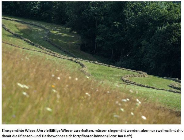 Produktbild: Die Wiese