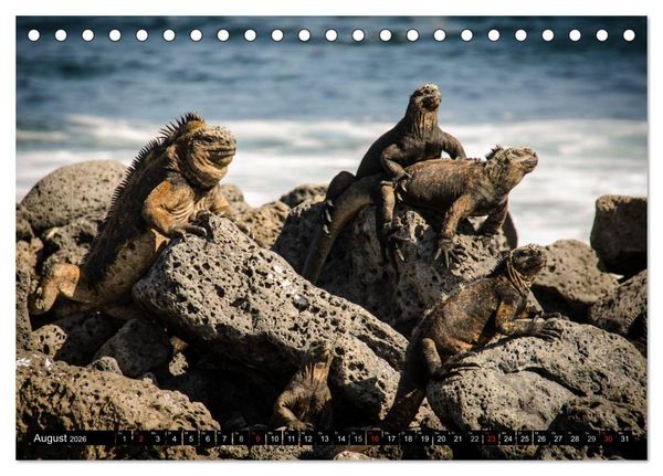 Produktbild: Leguane auf Galapagos (Tischkalender 2026 DIN A5 quer), CALVENDO Monatskalender