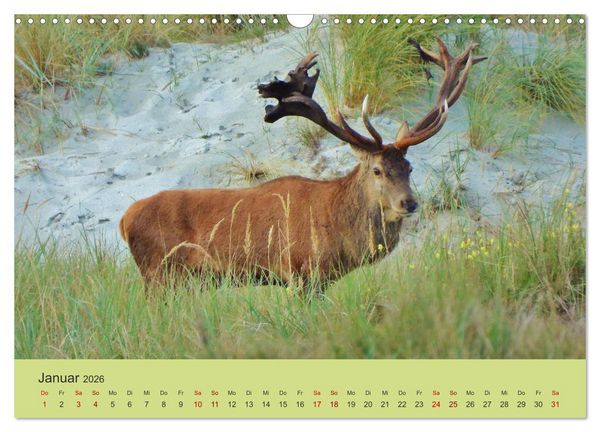 Produktbild: K&uuml;sten Hirsche - Rotwild auf dem Dar&szlig; (Wandkalender 2026 DIN A3 quer), CALVENDO Monatskalender