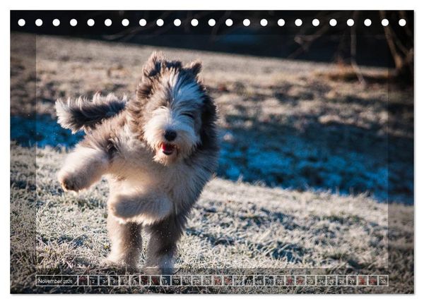 Produktbild: Bearded Collie, mein Freund (Tischkalender 2026 DIN A5 quer), CALVENDO Monatskalender