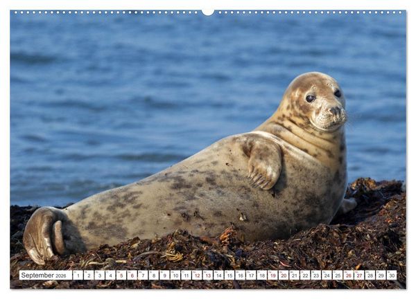 Produktbild: Helgoland - Hochseeinsel in der Nordsee (Wandkalender 2026 DIN A2 quer), CALVENDO Monatskalender