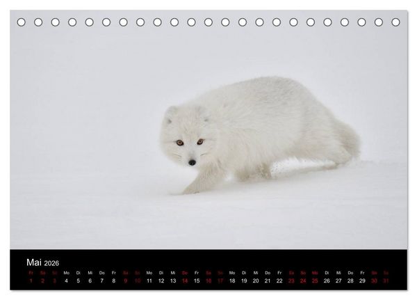 Produktbild: Polarfuchsstudien Wildlife (Tischkalender 2026 DIN A5 quer), CALVENDO Monatskalender