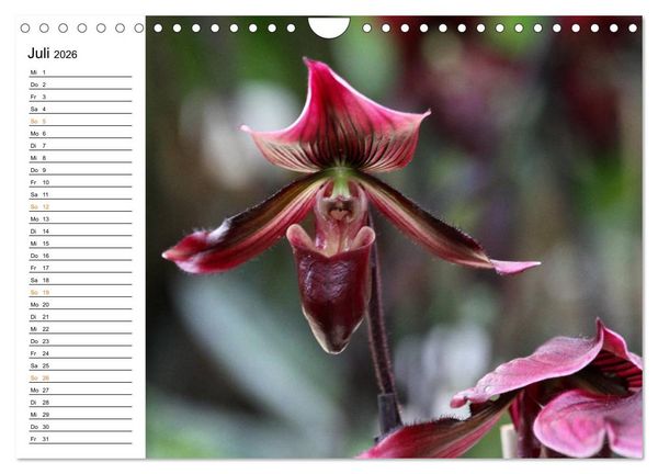 Produktbild: Prachtvolle Orchideen (Wandkalender 2026 DIN A4 quer), CALVENDO Monatskalender