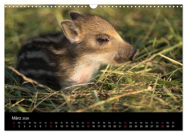 Produktbild: Kleine Schweinereien (Wandkalender 2026 DIN A3 quer), CALVENDO Monatskalender