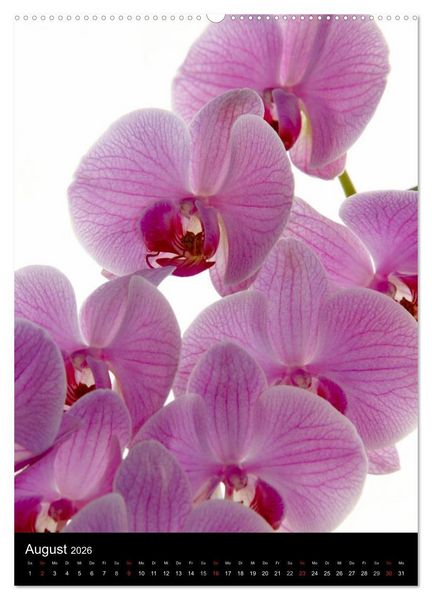 Produktbild: Faszination Orchideen (Wandkalender 2026 DIN A2 hoch), CALVENDO Monatskalender