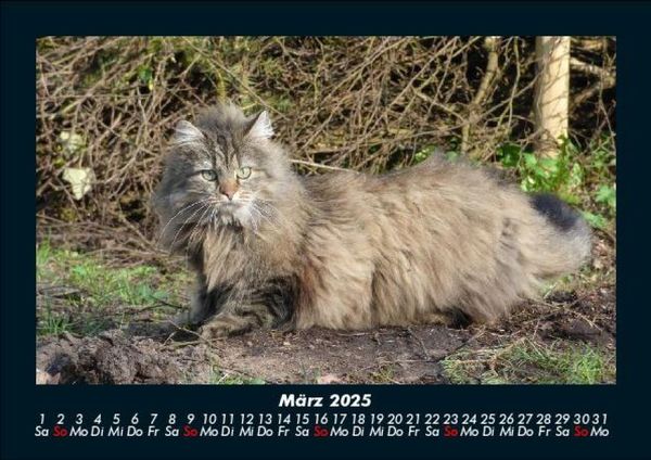 Produktbild: F&uuml;r Katzenfreunde 2025 Fotokalender DIN A5