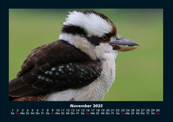 Produktbild: V&ouml;gel 2025 Fotokalender DIN A4