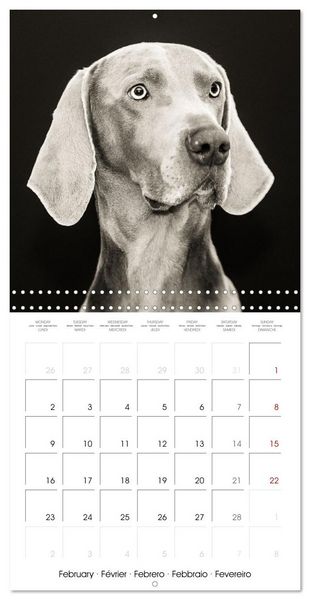 Produktbild: Portraits canins (Calendrier mural carr&eacute; 2026 30x30 cm) Calendrier double avec une page pour vos prises de notes